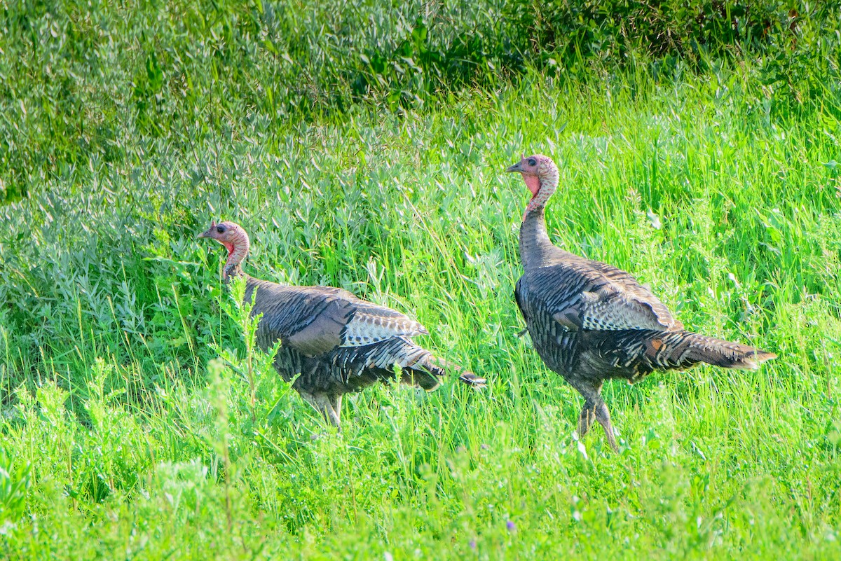 Wild Turkey - ML466634401