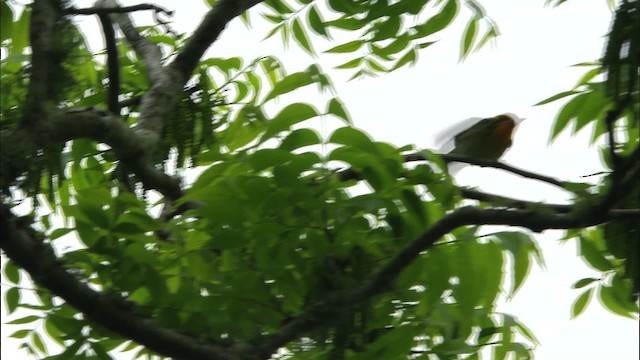 Blackburnian Warbler - ML466635