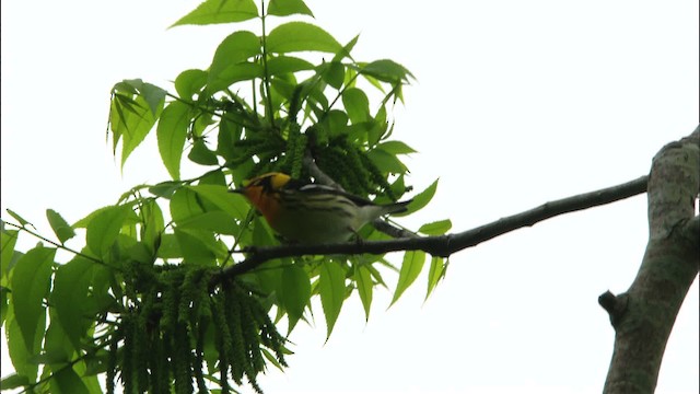 Blackburnian Warbler - ML466636