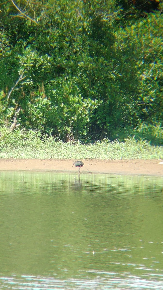 Glossy Ibis - ML466638021