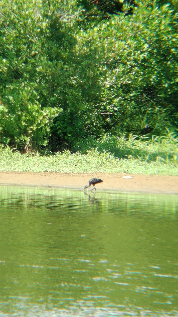 Glossy Ibis - ML466638591