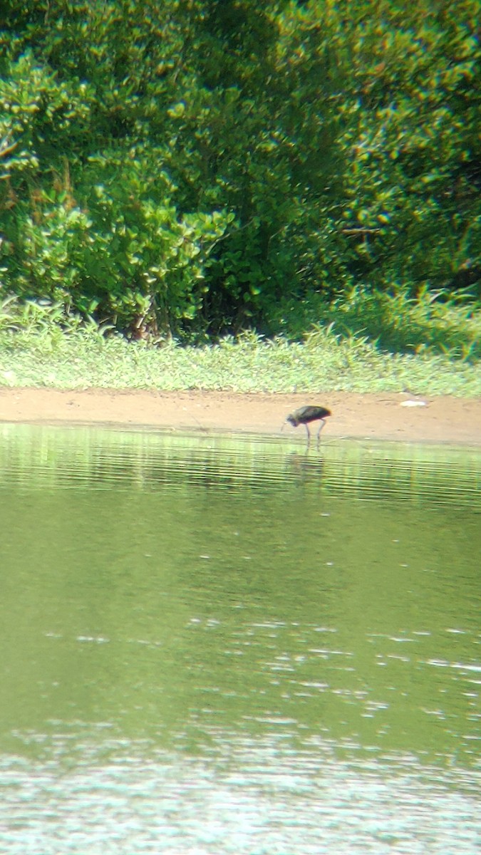 Glossy Ibis - ML466638601