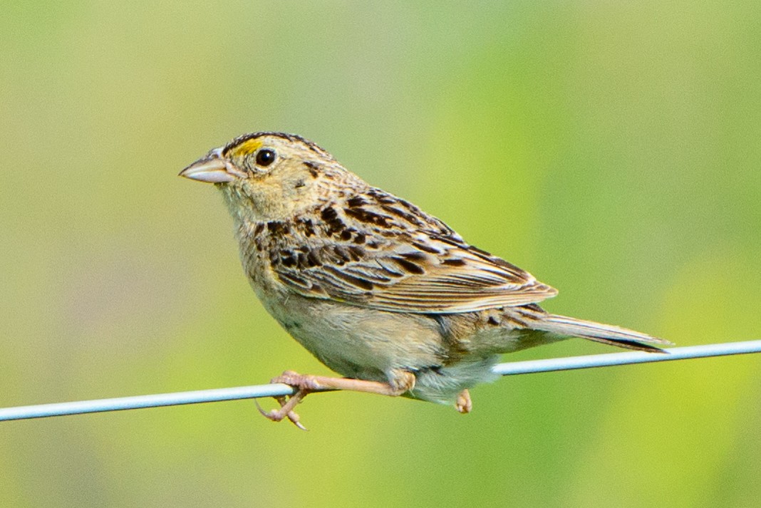 Grasshopper Sparrow - ML466639241