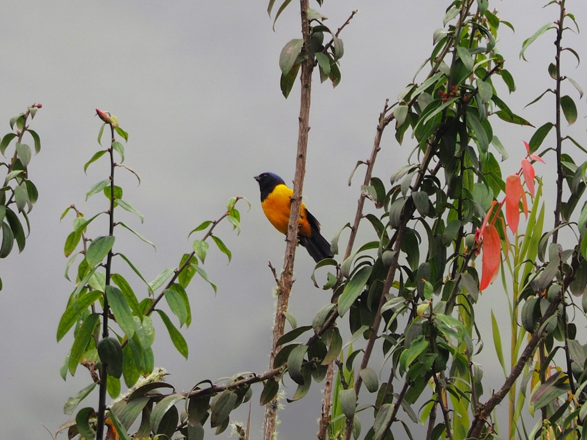 Black-chested Mountain Tanager - Anonymous