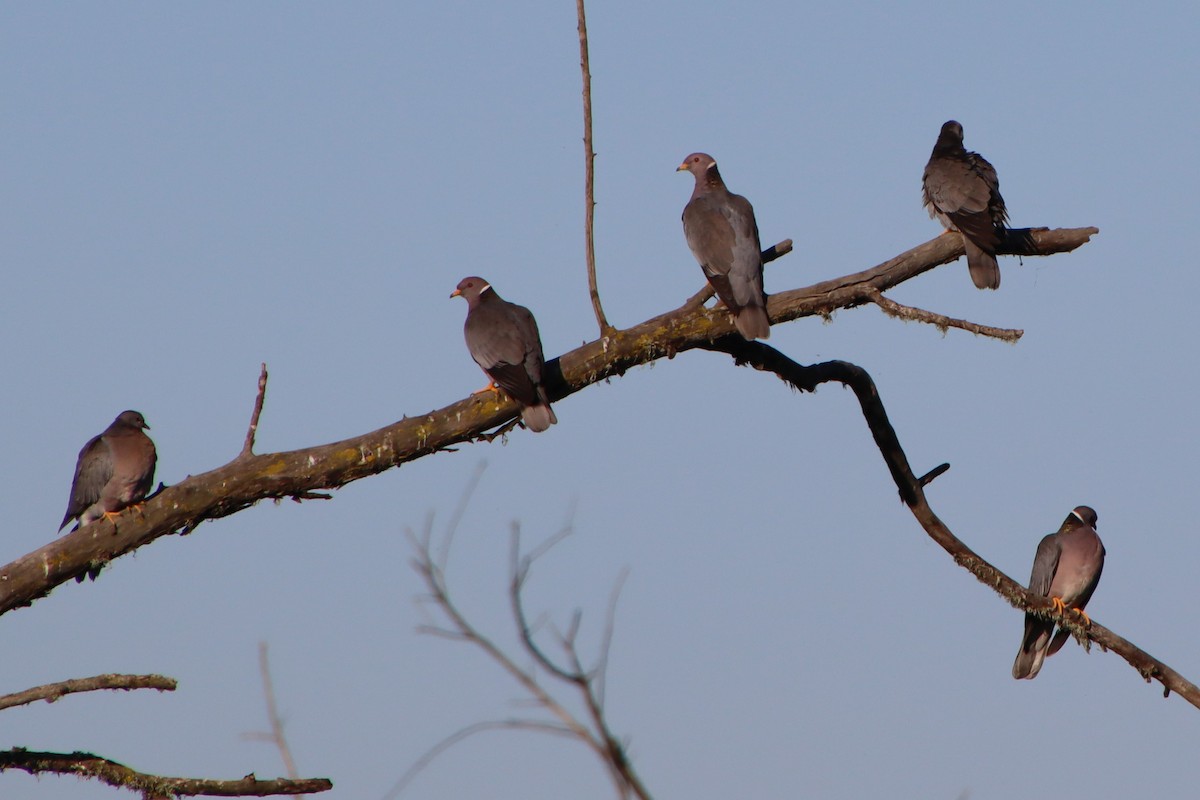 Band-tailed Pigeon - ML466639581