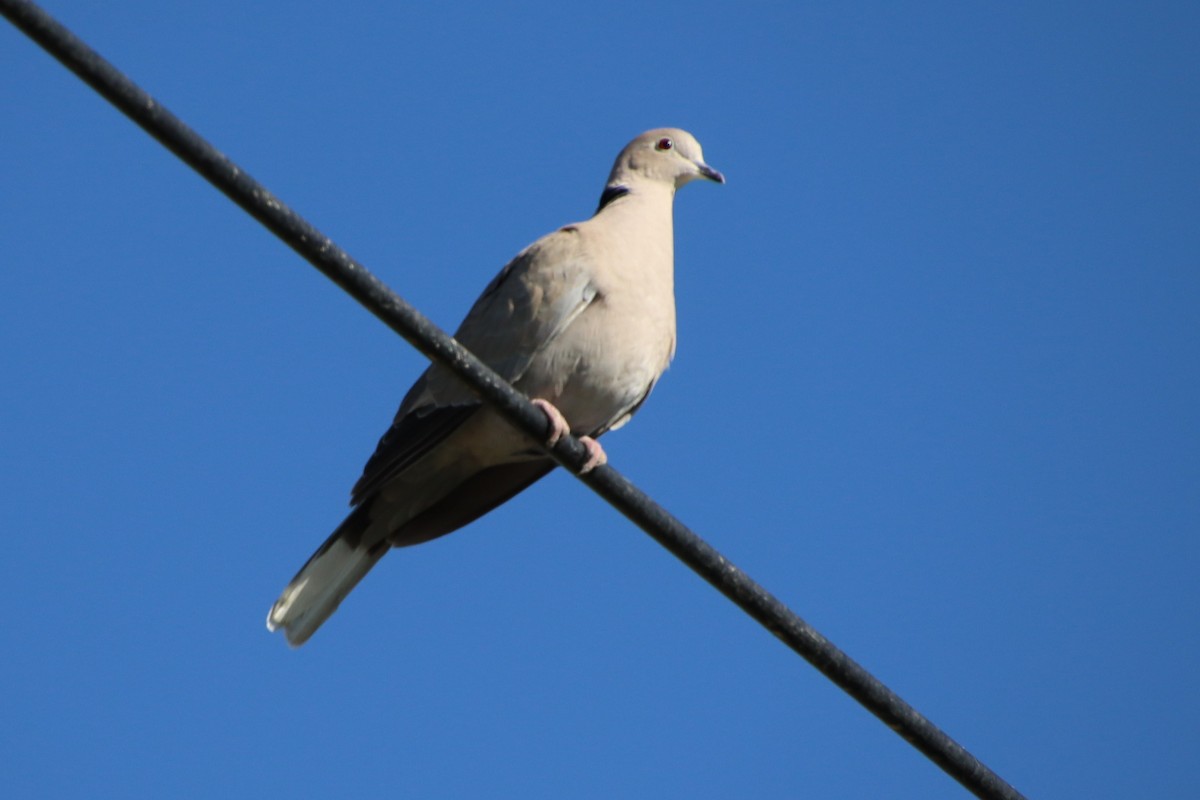 Eurasian Collared-Dove - Dianne Murray