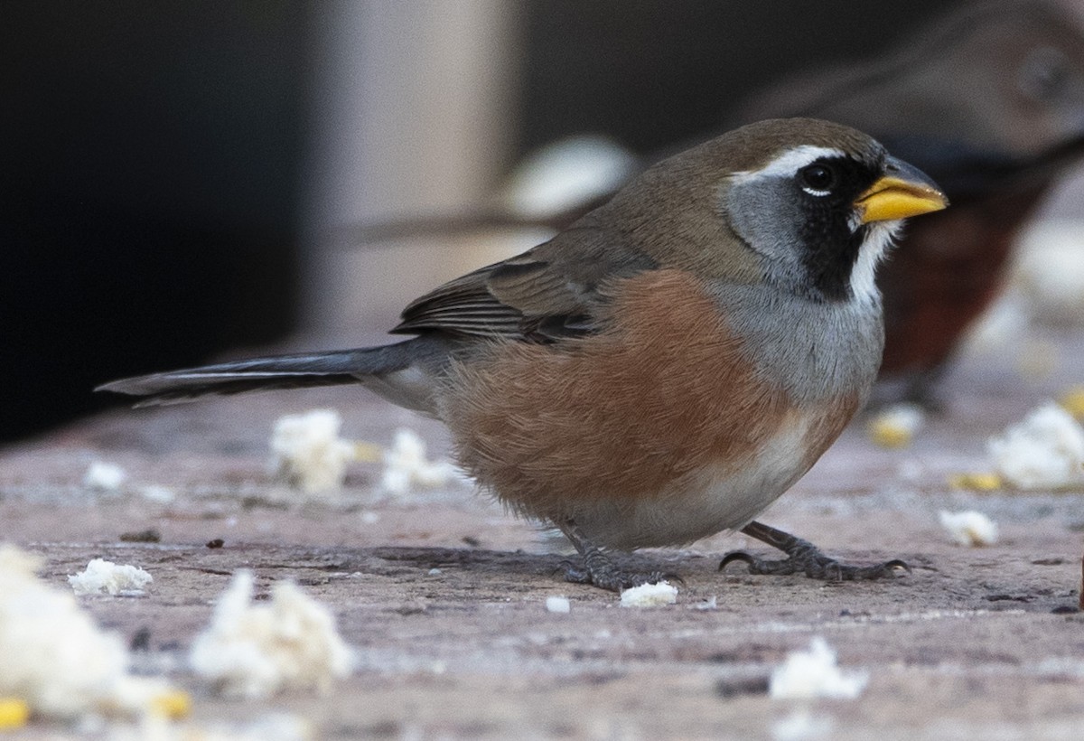 Many-colored Chaco Finch - ML466639901