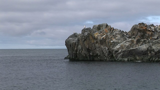 Cormorán Antártico - ML466640