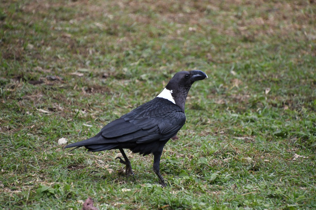 White-necked Raven - ML466643171