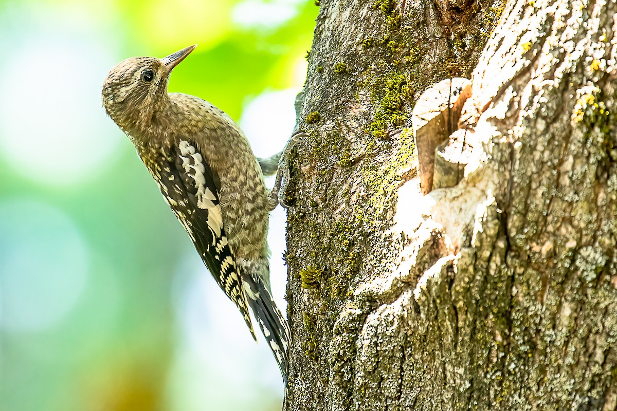 Yellow-bellied Sapsucker - ML466643201