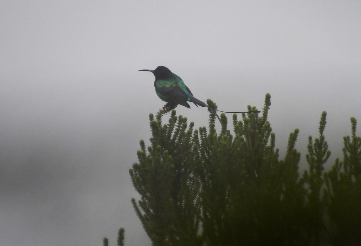 Malachite Sunbird - ML466643231