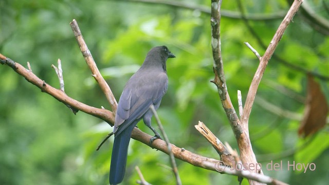 Purplish Jay - ML466643771