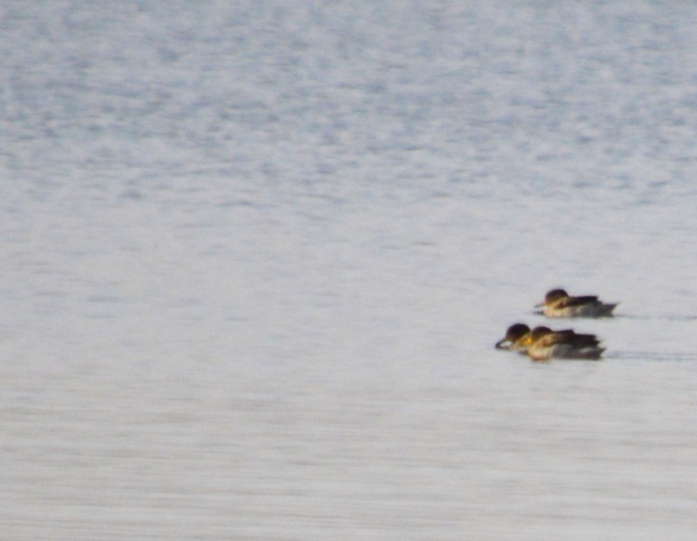 Yellow-billed Teal - ML466644101