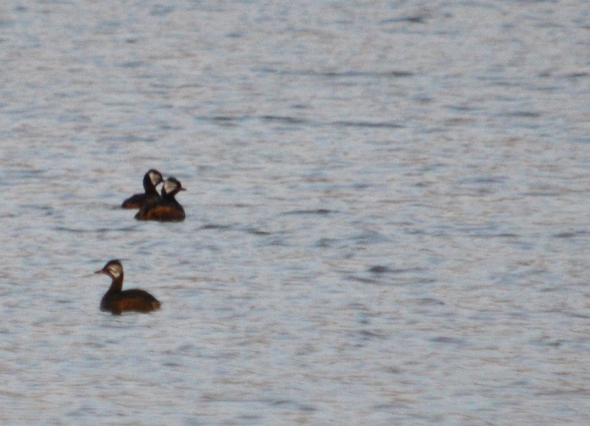 White-tufted Grebe - ML466644221