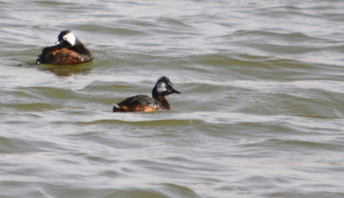 White-tufted Grebe - ML466644231