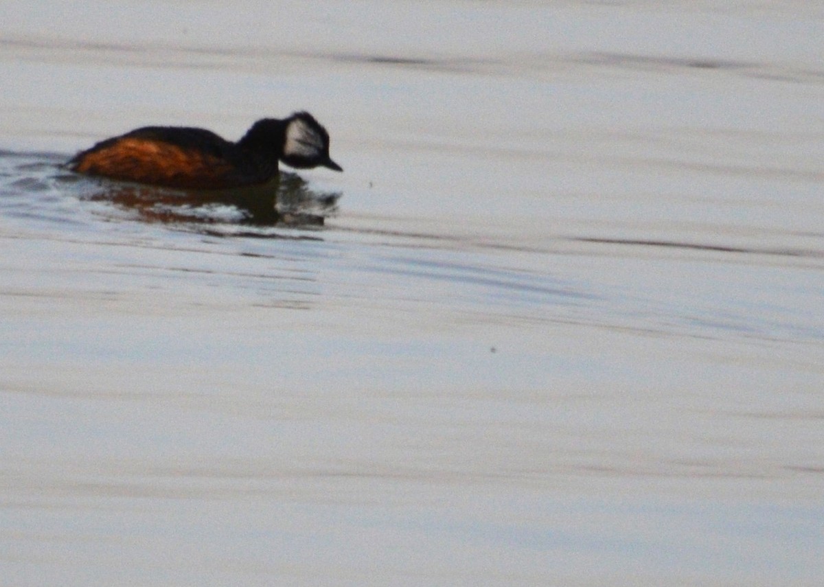 White-tufted Grebe - ML466644241