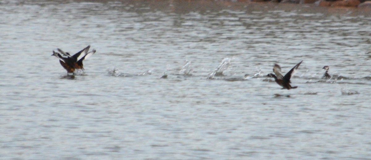 White-tufted Grebe - ML466644251