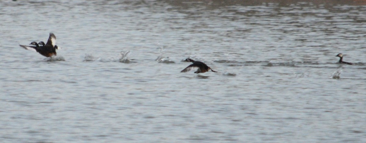 White-tufted Grebe - ML466644261