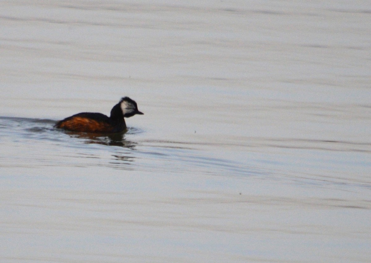 White-tufted Grebe - ML466644271