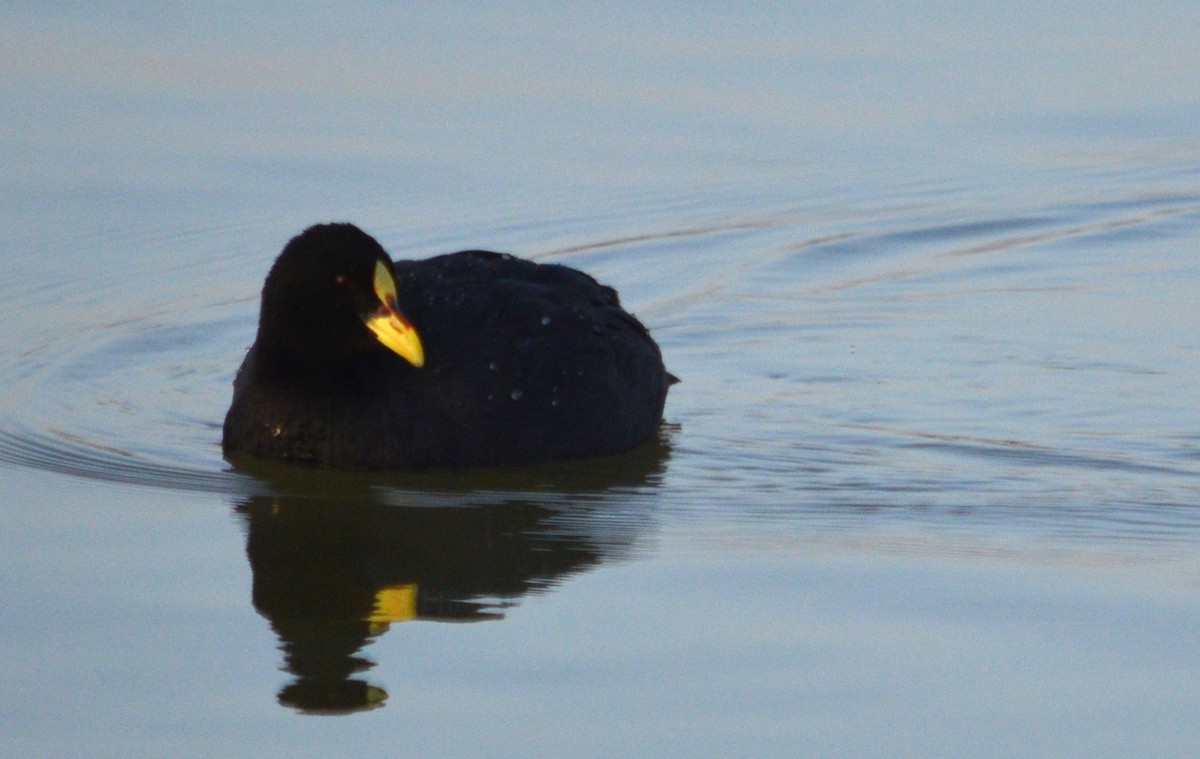 Red-gartered Coot - ML466644351