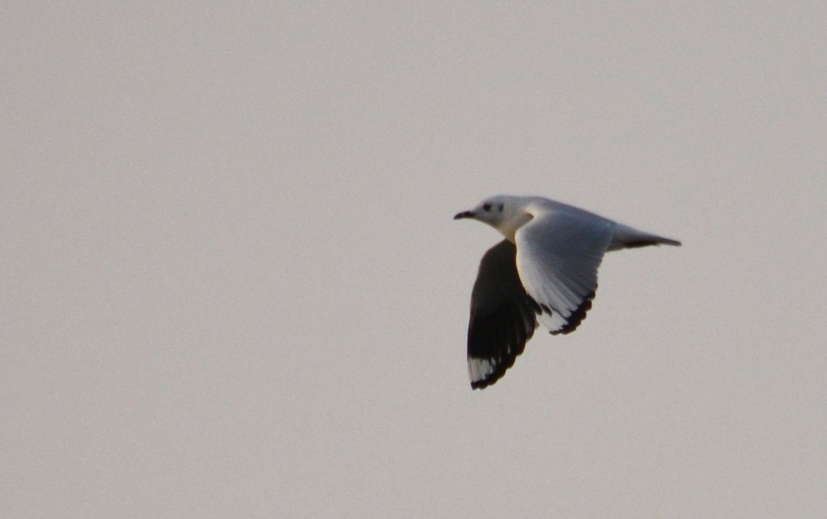 Andean Gull - ML466644411