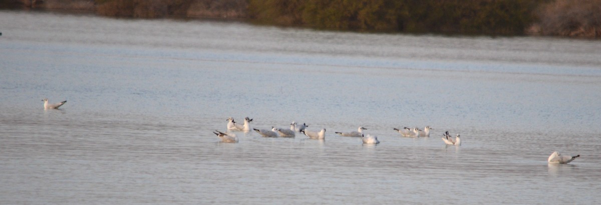 andesmåke - ML466644431