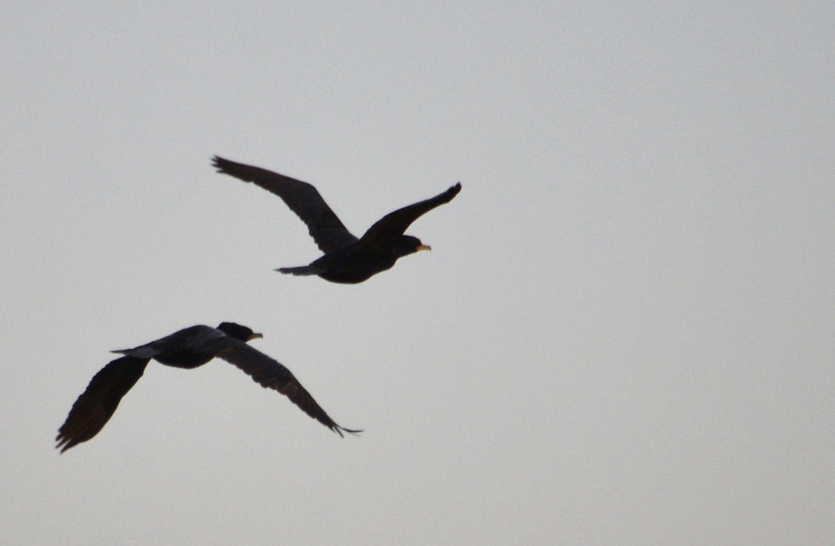 Neotropic Cormorant - ML466644451