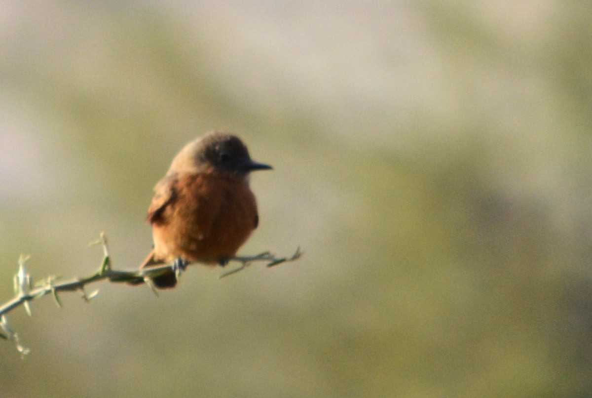 Cliff Flycatcher - ML466645201