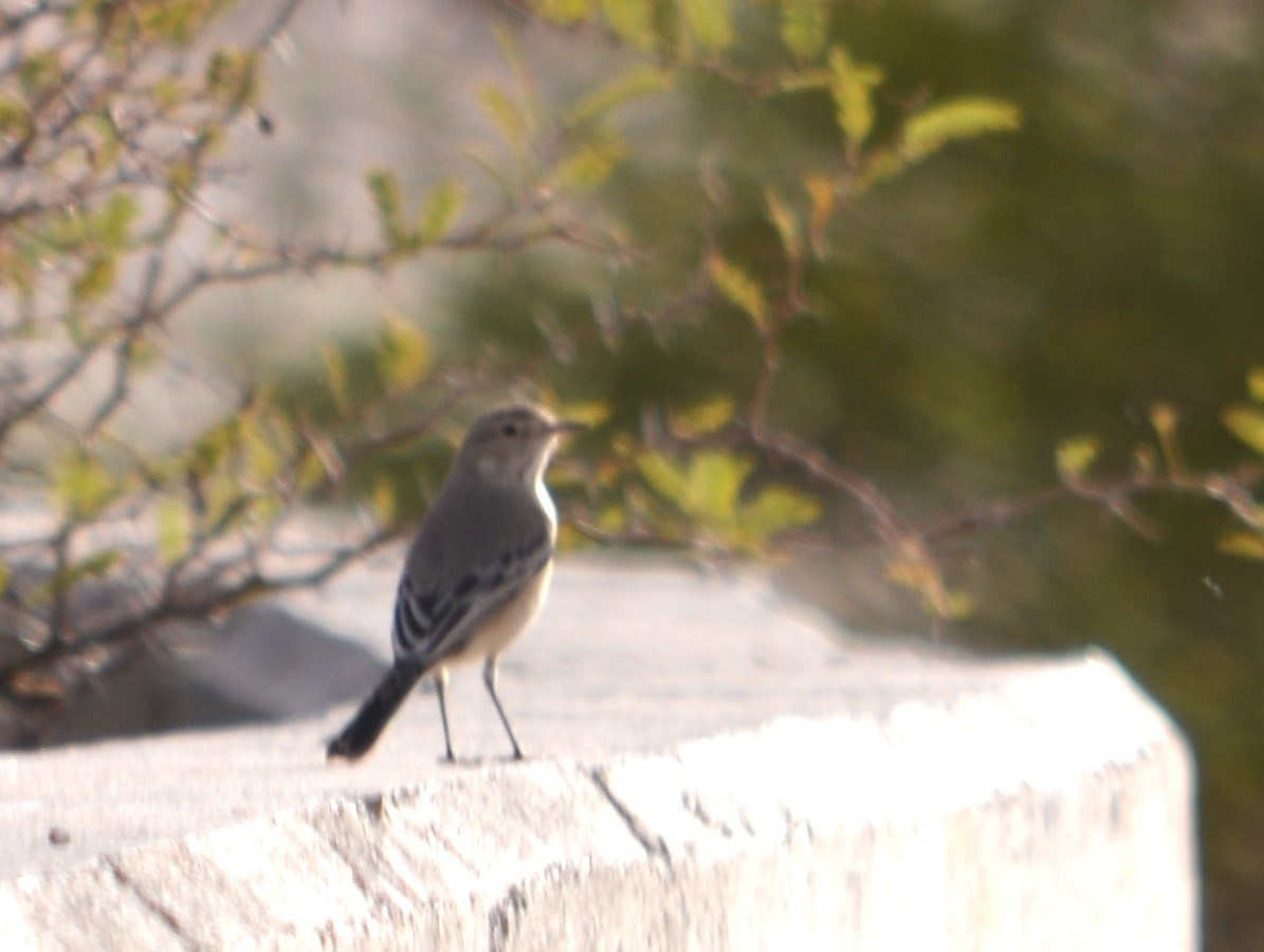 Lesser Shrike-Tyrant - Viviana Fuentes