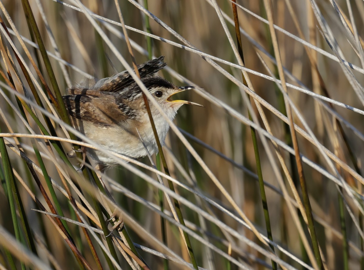 Marsh Wren (palustris Group) - ML466645501