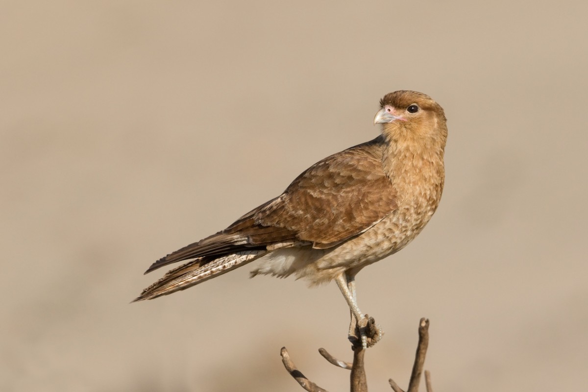 Chimango Caracara - Michel Gutierrez