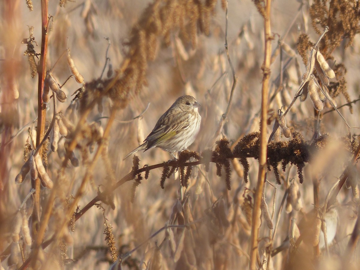 Saffron Finch - ML466646171