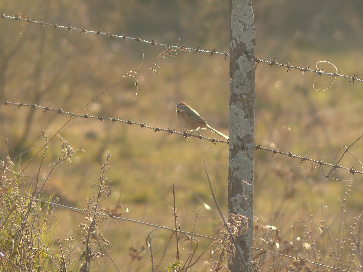 Chotoy Spinetail - ML466646781