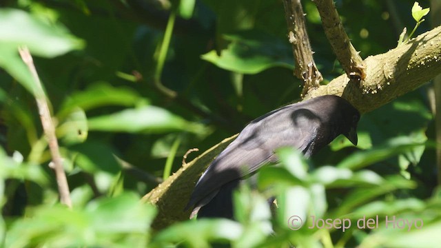 Purplish Jay - ML466646881