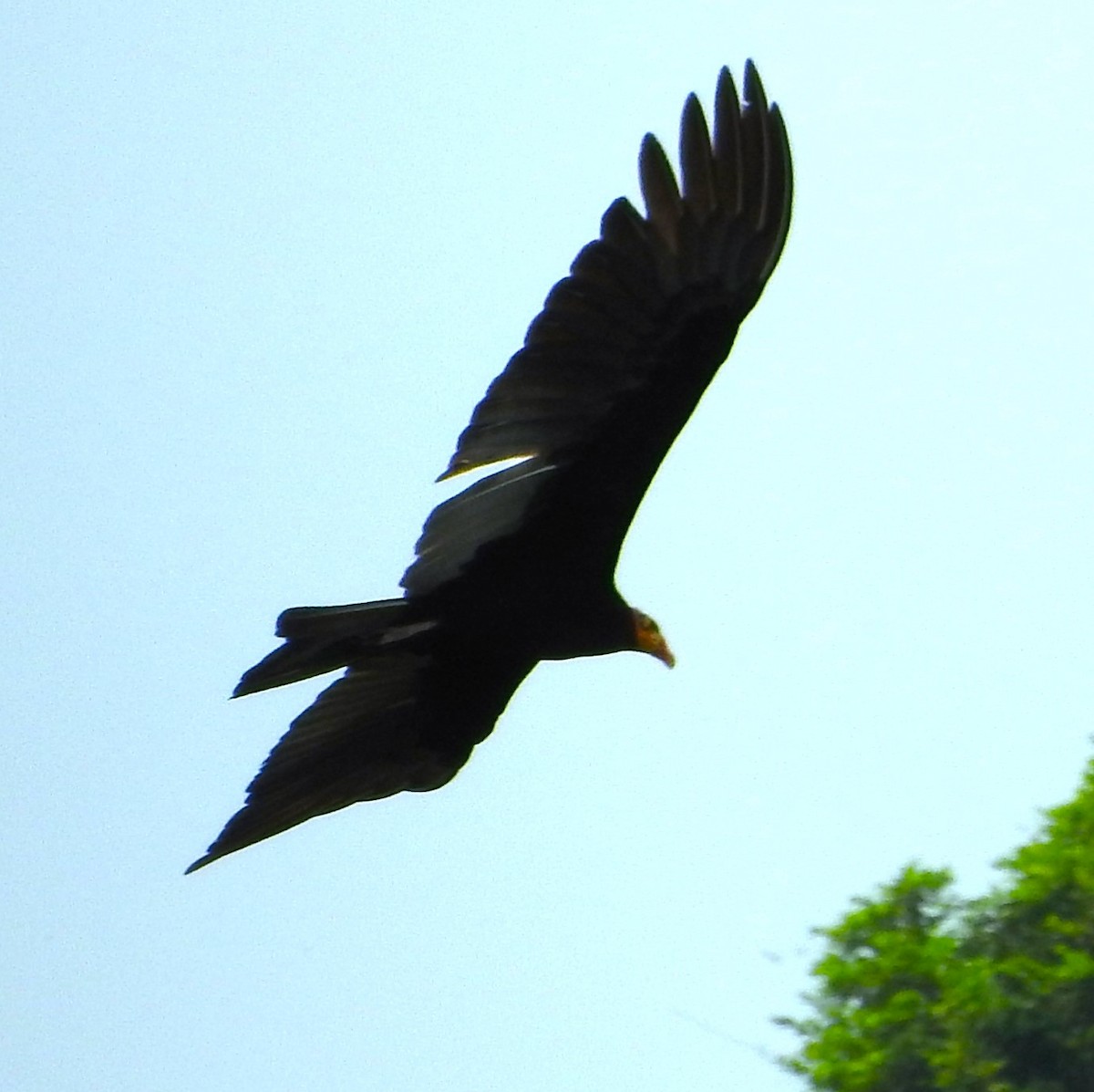 Greater Yellow-headed Vulture - ML466648721