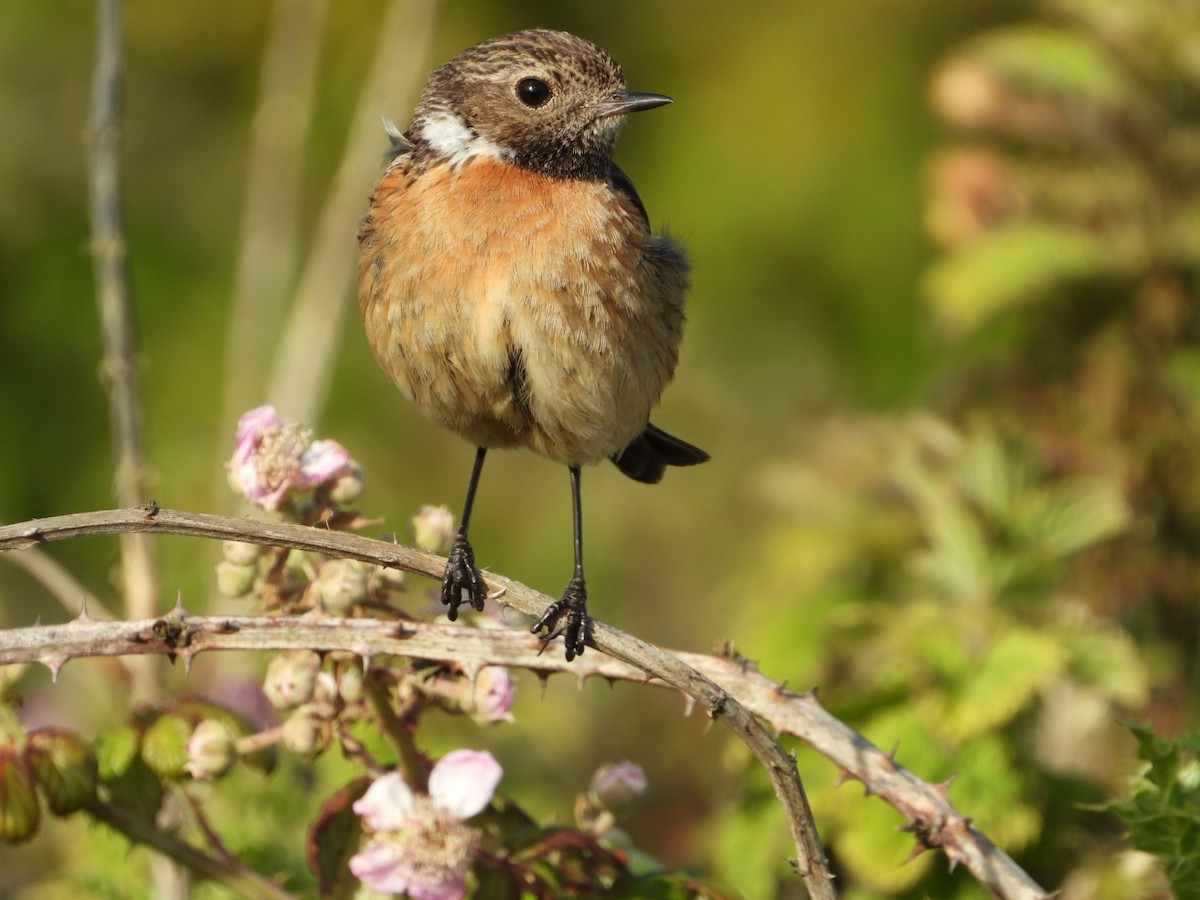 European Stonechat - ML466648901