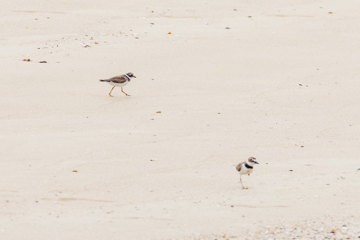 Semipalmated Plover - Mike Andersen