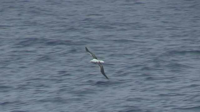 Southern Royal Albatross - ML466651611