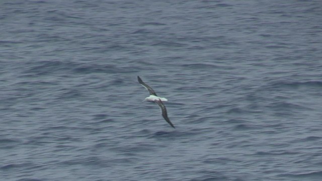 kongealbatross - ML466651611