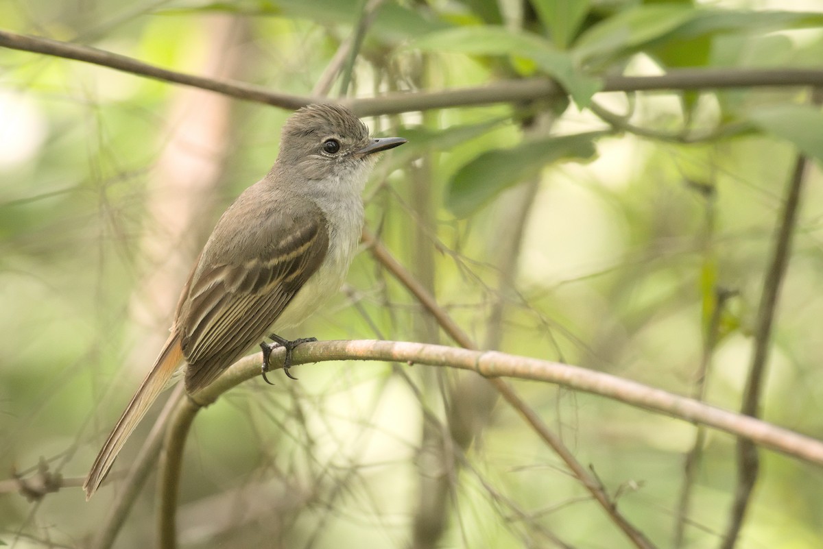 Flammulated Flycatcher - ML466652181