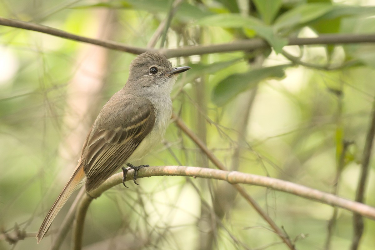 Flammulated Flycatcher - ML466652191