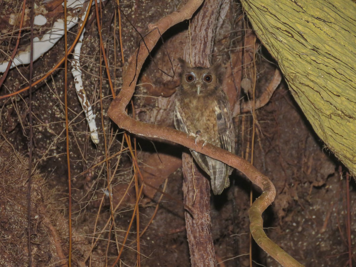 Tawny-bellied Screech-Owl (Austral) - ML466652891