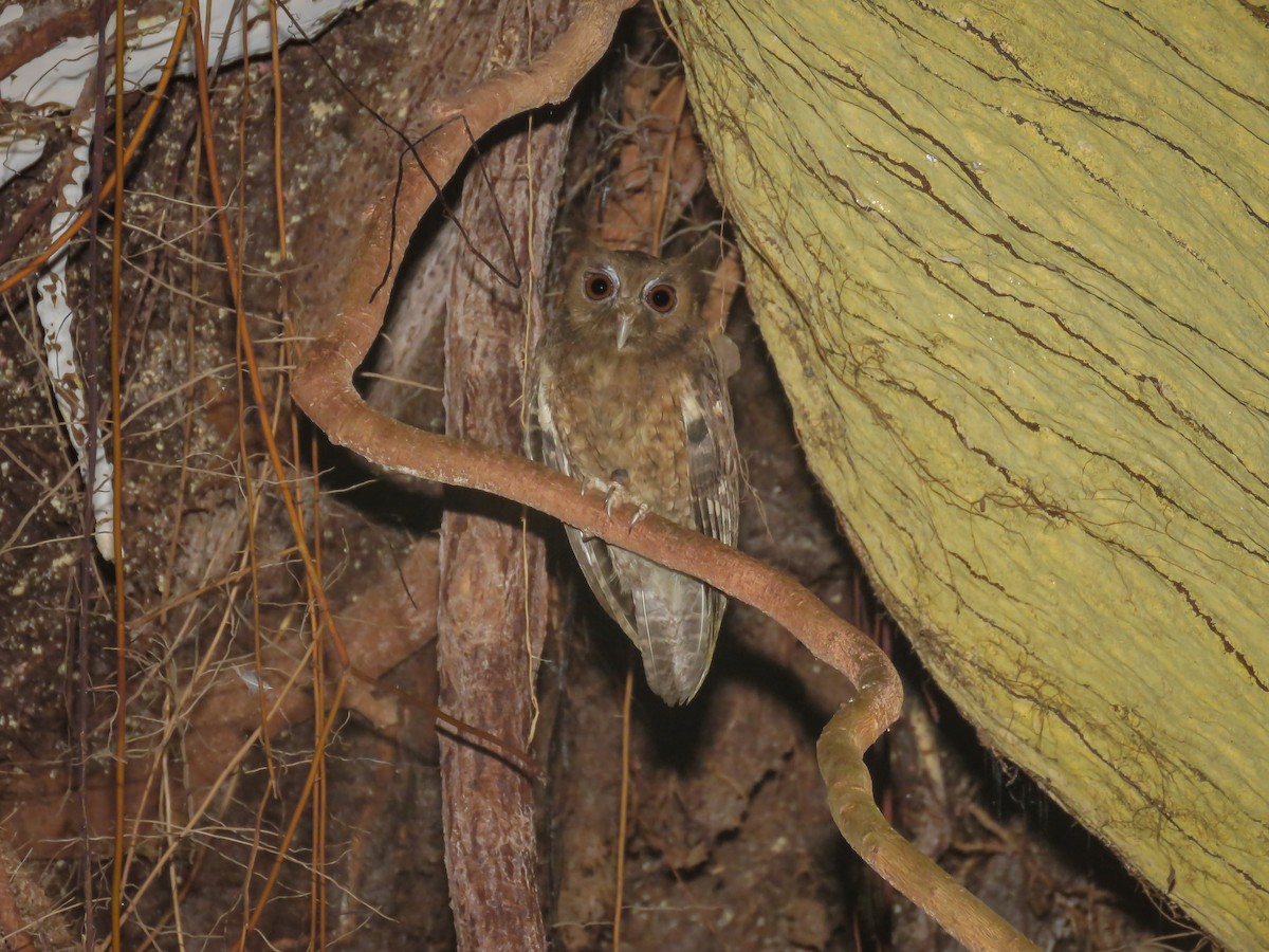 Tawny-bellied Screech-Owl (Austral) - ML466652901