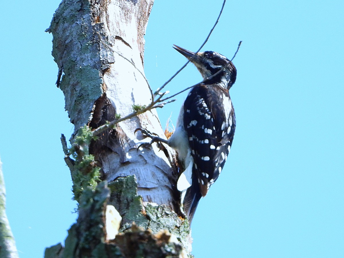 Hairy Woodpecker - ML466653971
