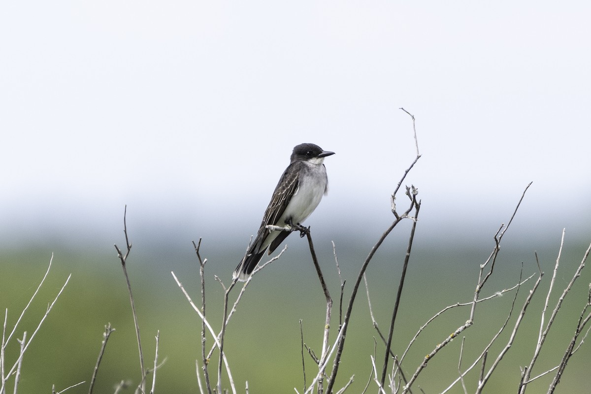 Eastern Kingbird - Kevin Powers