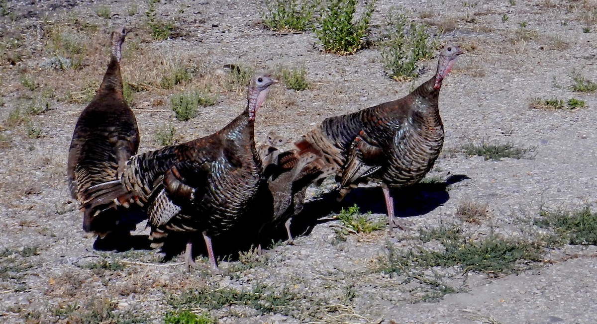 Wild Turkey - ML466654971