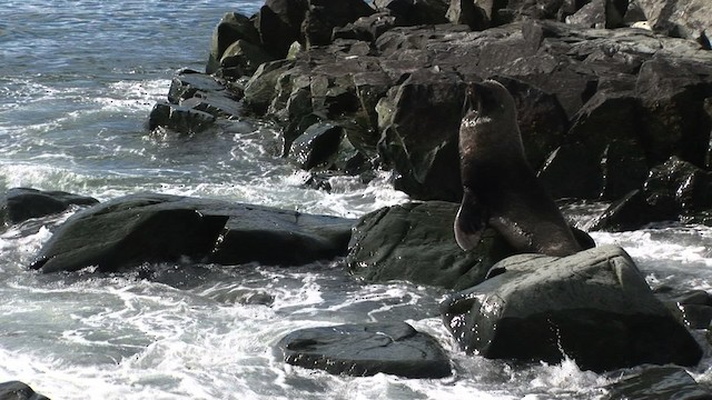 Antarctic Fur Seal - ML466655