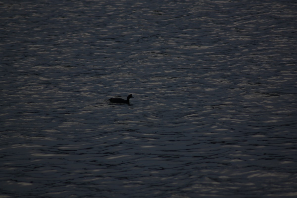 Red-knobbed Coot - ML466655061