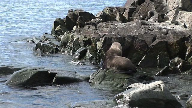 Antarctic Fur Seal - ML466656