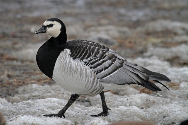 Barnacle Goose - ML46665601